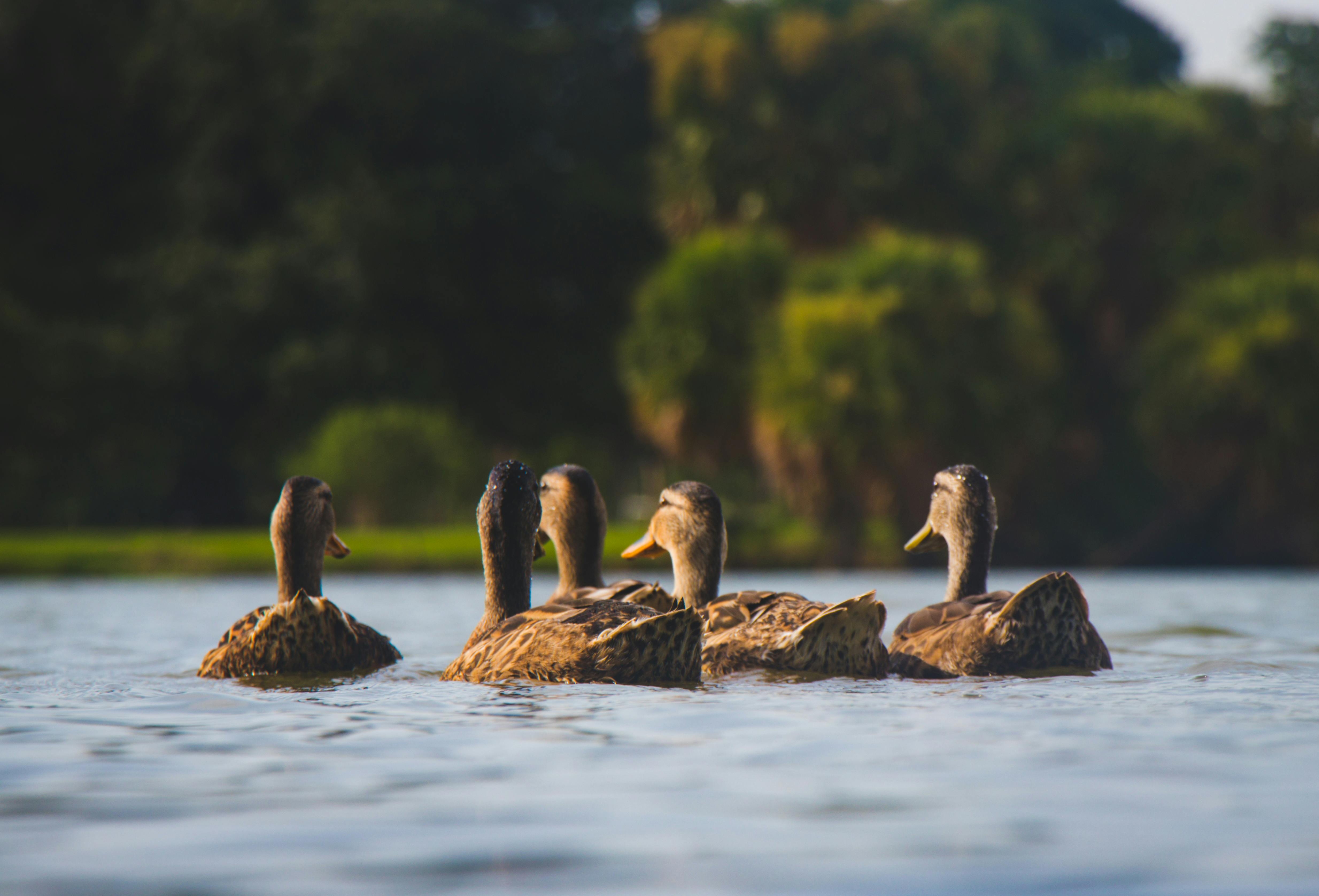 Duck ID Workshop